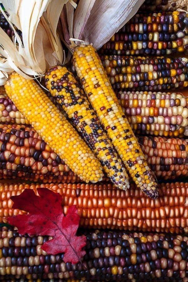 Bahçevilya Renkli Mısır Tohumu 50 Tohum - Image 1