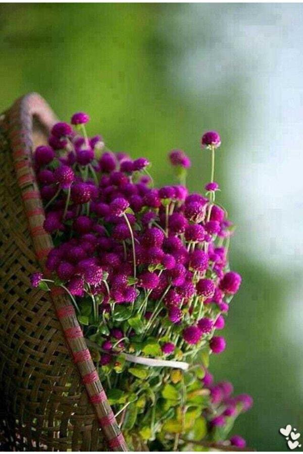 Bahçevilya Hanım Düğmesi Tohumu (30 Adet) - Image 1