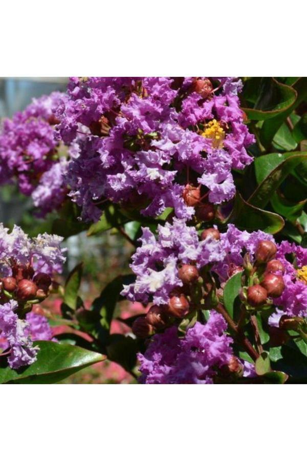 Doğaşık Mor Çiçekli Oya Fidanı 2 Yaşında Tüplüdür 50 70 Cm - Image 1