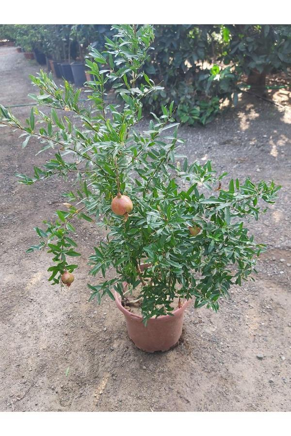 Köyceğiz Bitki Dünyası Bodur Süs Narı - Image 1