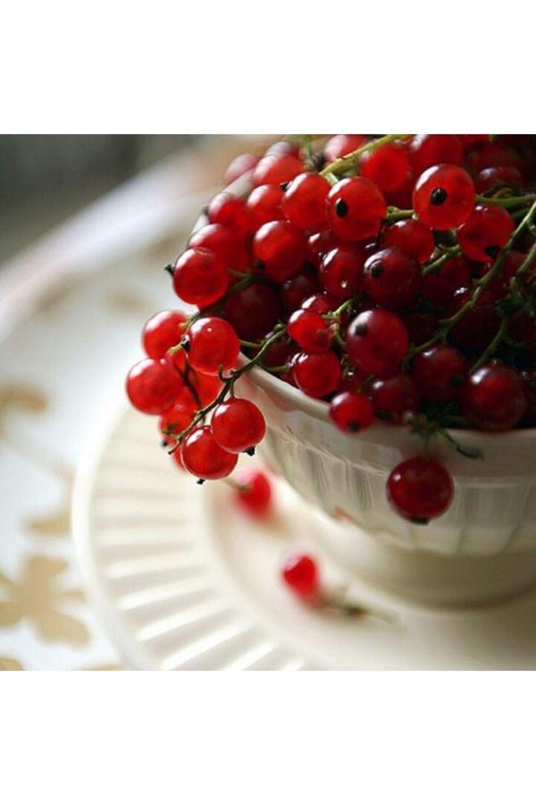 Bahçevilya 2 Yaşında Tüplü Frenk Üzümü (Ribes Rubrum) Fidanı - Lezzetli Kırmızı Meyve Veren Fidan - Image 1