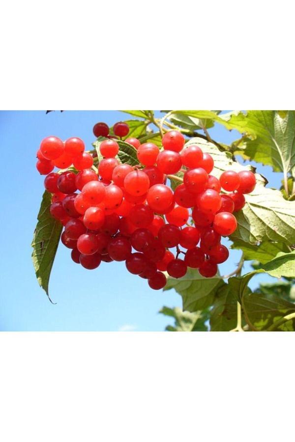Bahçevilya Cranberry (Turna Yemişi) Fidanı Saksılı 20-40 Cm - Image 1