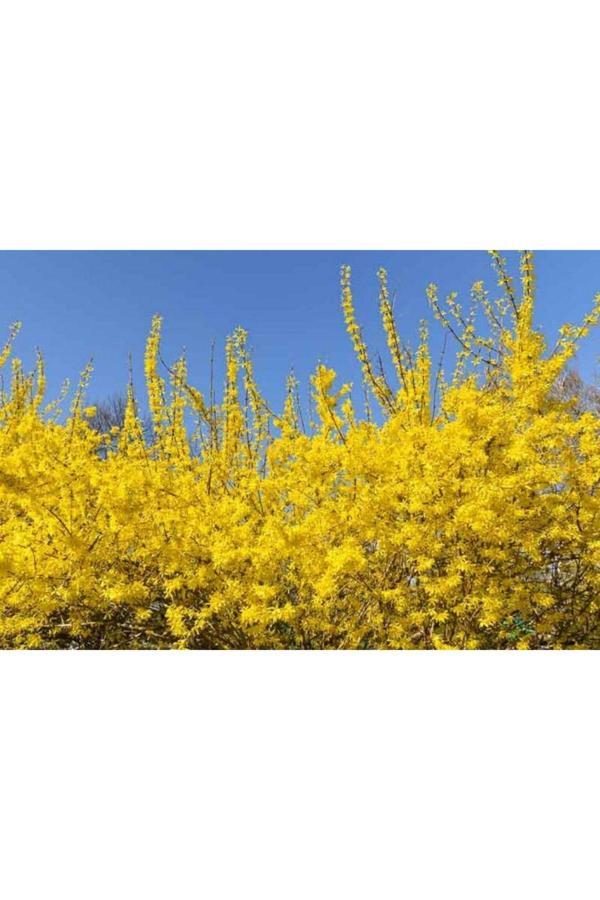 Bahçevilya "Altın Çanak Fidanı - 2 Yaşında, Tüplü, Göz Alıcı Çiçekleriyle Bahçenize Canlılık Getirin" - Image 1