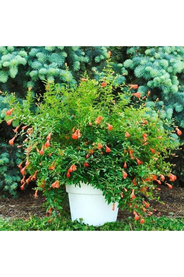 Bahçevilya Süs Narı Fidanı Tüplü - Image 1