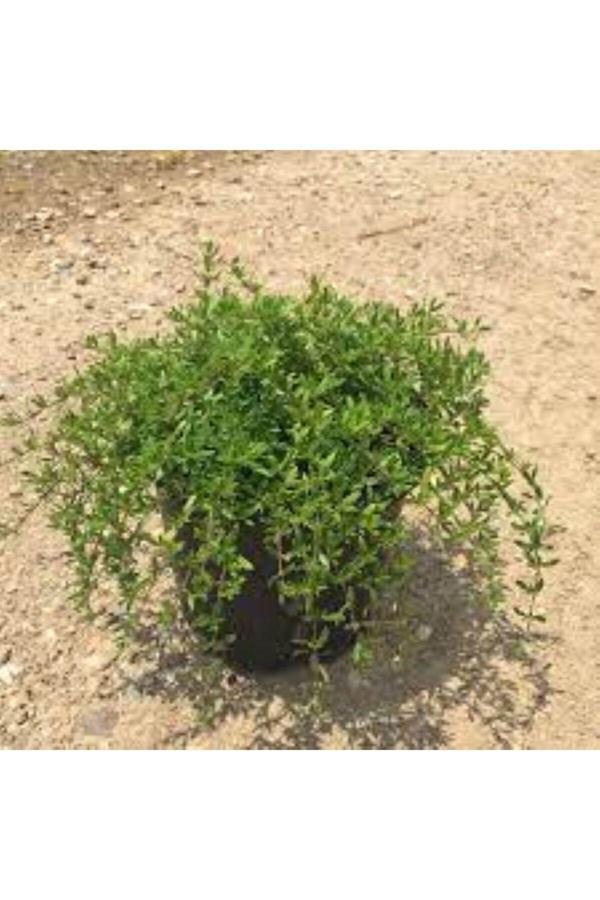 Bahçevilya Yayılıcı Kekik (Thymus Serpyllum) Fidanı -Aromatik Ve Hızla Yayılan Yer Örtücü 1-2 Yaş Arası Saksılı - Image 1
