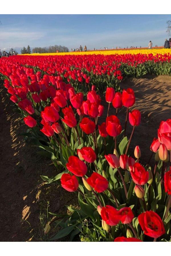 Bahçevilya 5'Li Kırmızı Lale Soğanı – Ile De France | Bahçeye Uygun, Gösterişli Tür - Image 1