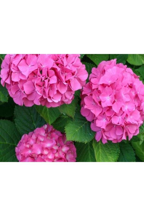 Bahçevilya Ortanca Çiçeği Fidanı Tüplü Pembe Renkli Cinsi [Hydrangea Macrobhylla] - Image 1