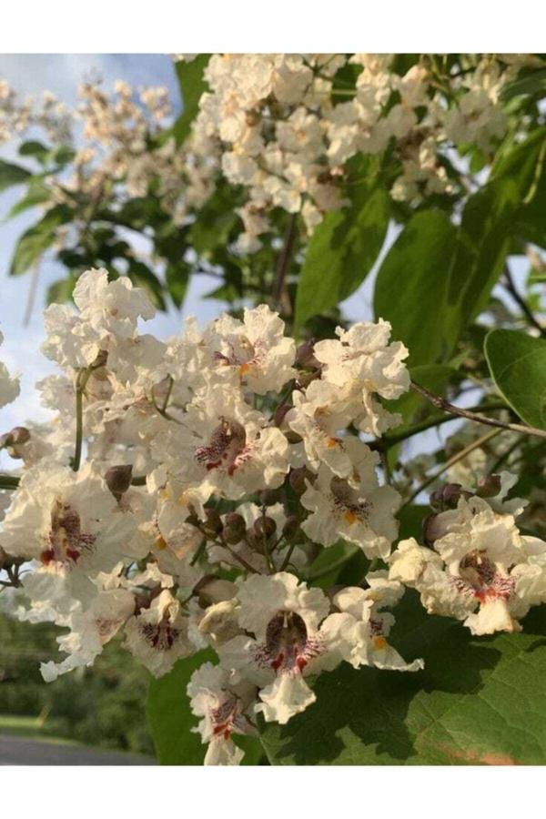 Bahçevilya Katalpa Sigara Ağacı Tohumu (10 Tohum) - Image 1