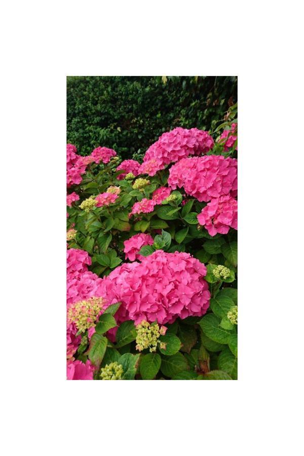 Bahçevilya 4 Adet 2 Yaşında Ortanca Çiçeği (Hydrangea) Fidanı - Bahçenize Renkli Ve Zarif Bir Dokunuş Katın - Image 1