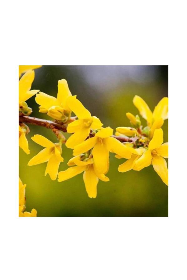 Doğaşık Altın Çanak Fidanı 3 Adet 1-2 Yaş Arası Tüplü - Image 1