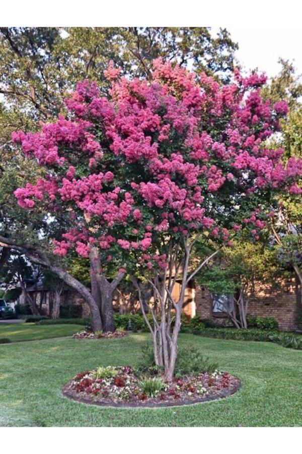 Bahçevilya 2 Yaşında Pembe Oya Ağacı (Lagerstroemia İndica) Fidanı - Bahçenize Renkli Çiçekler - Image 1