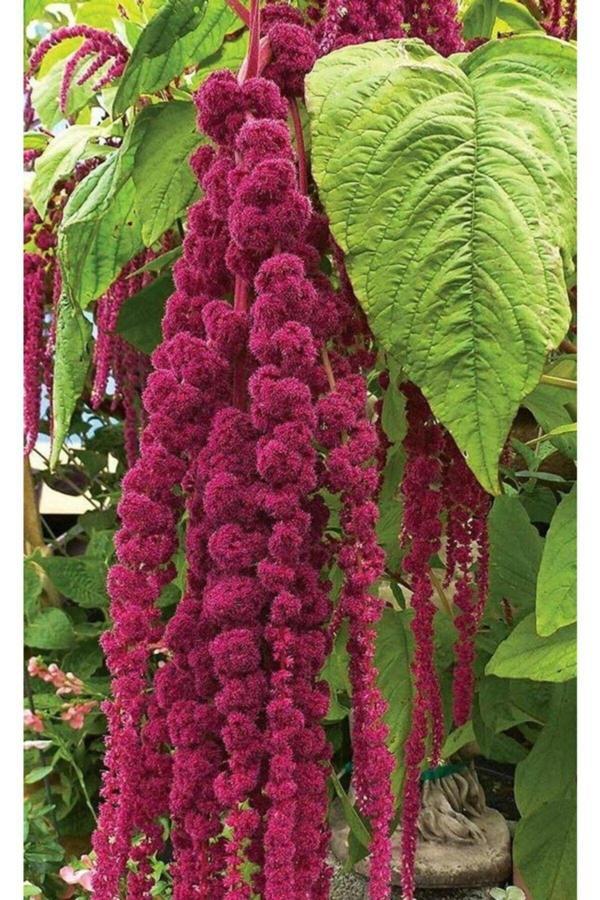 Bahçevilya Horozibiği. Kırmızı (100) Tohum - Image 1