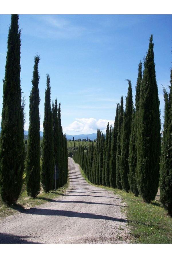 Doğaşık 2 Adet Kara Selvi Fidanı - Dayanıklı Ve Estetik Bahçe Ağacı 2-3 Yaş 100-110 Cm - Image 1