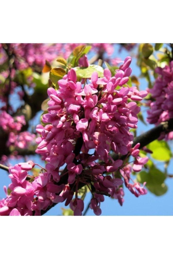 Bahçevilya Tüplü Erguvan Ağacı (Cercis Siliquastrum) Fidanı (40-50 Cm 2 Yaş) - Image 1