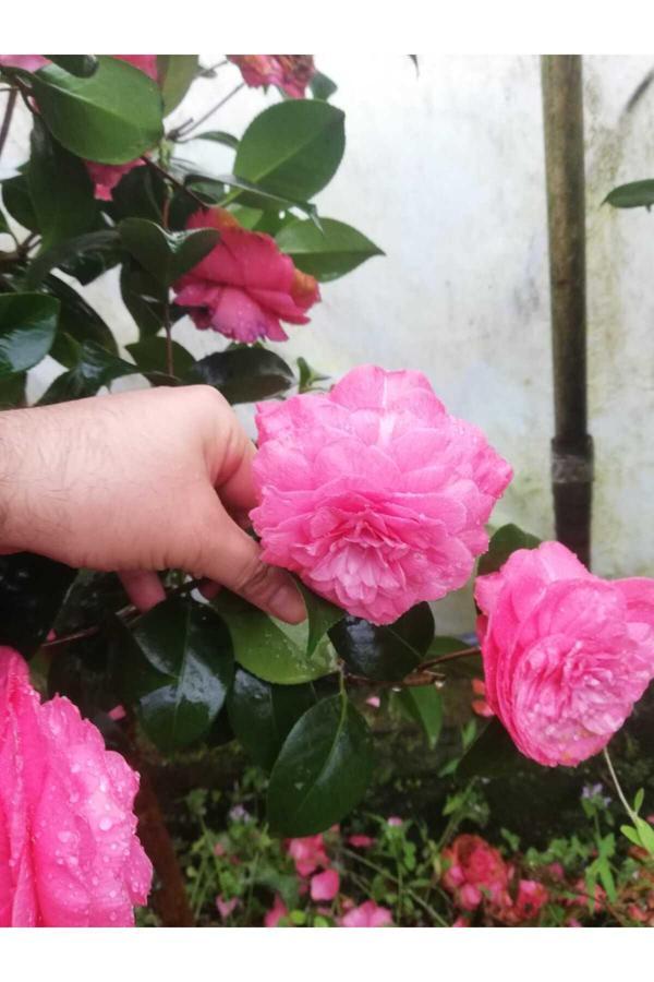 Kamelya Fidanı Pembe ( 40-80 ) Cm Tüplü - Image 1