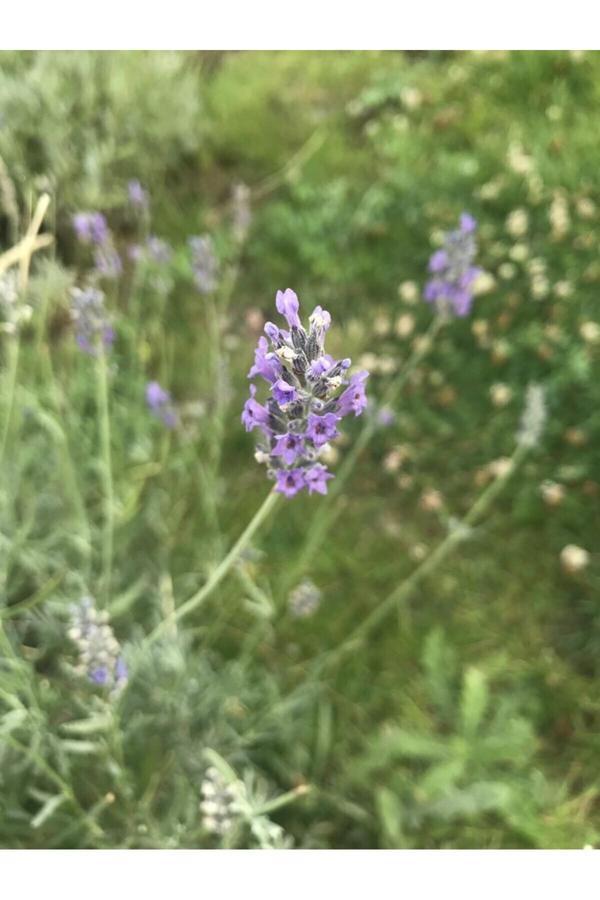 Doğaşık 4'Lü Lavanta Çiçeği Fidanı 25-35 Cm - Image 1