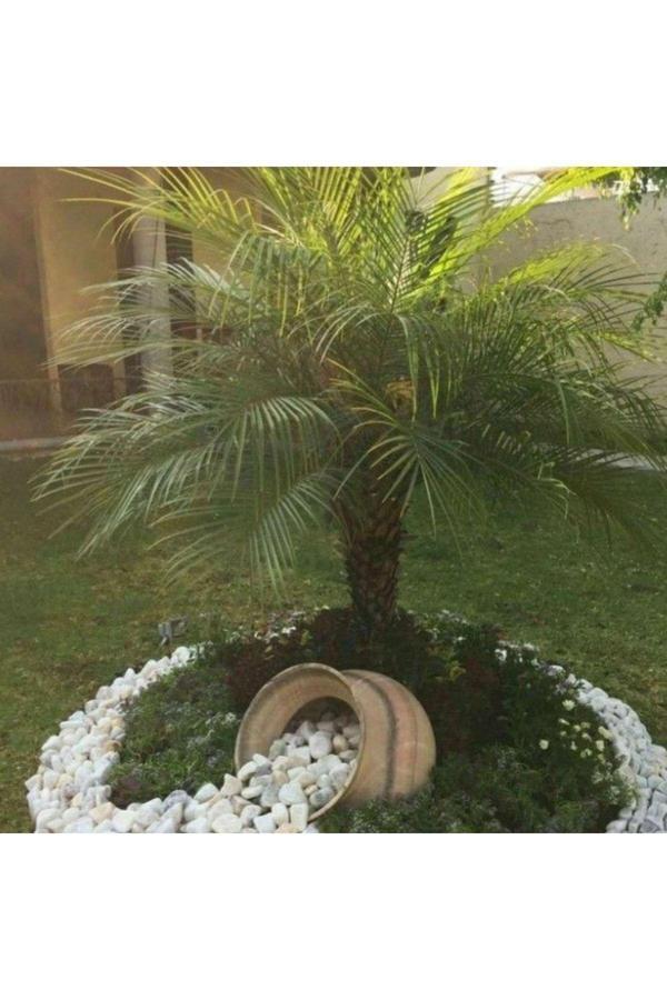 Bahçevilya Palmiye Fidanı 50-70 Cm Tüplü - Hızlı Büyüyen Ağaç - Image 1