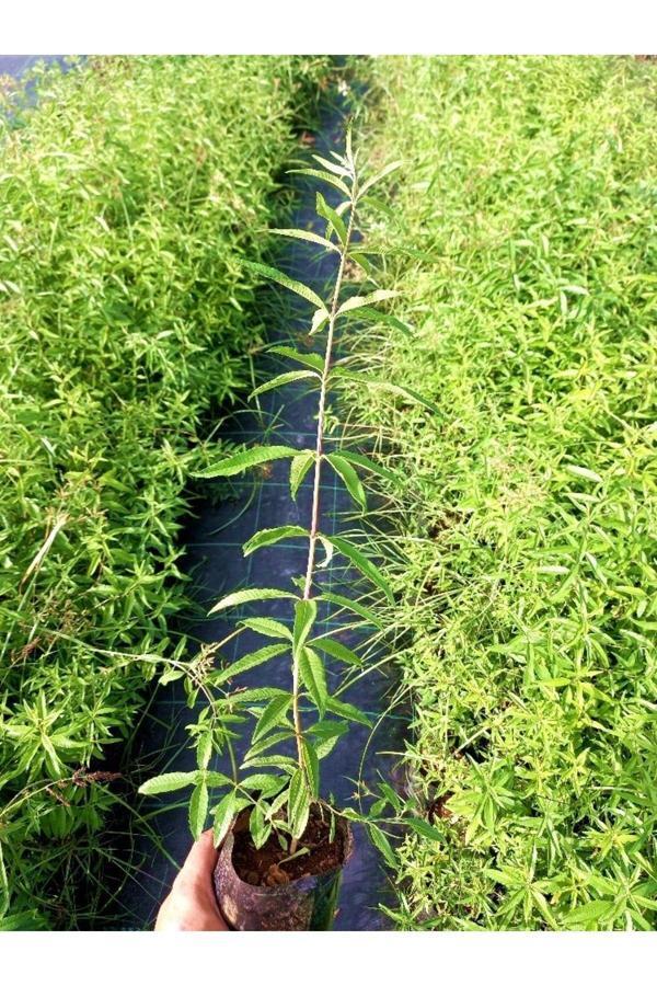 Bahçevilya Melisa / Limon Otu Fidanı - Image 1