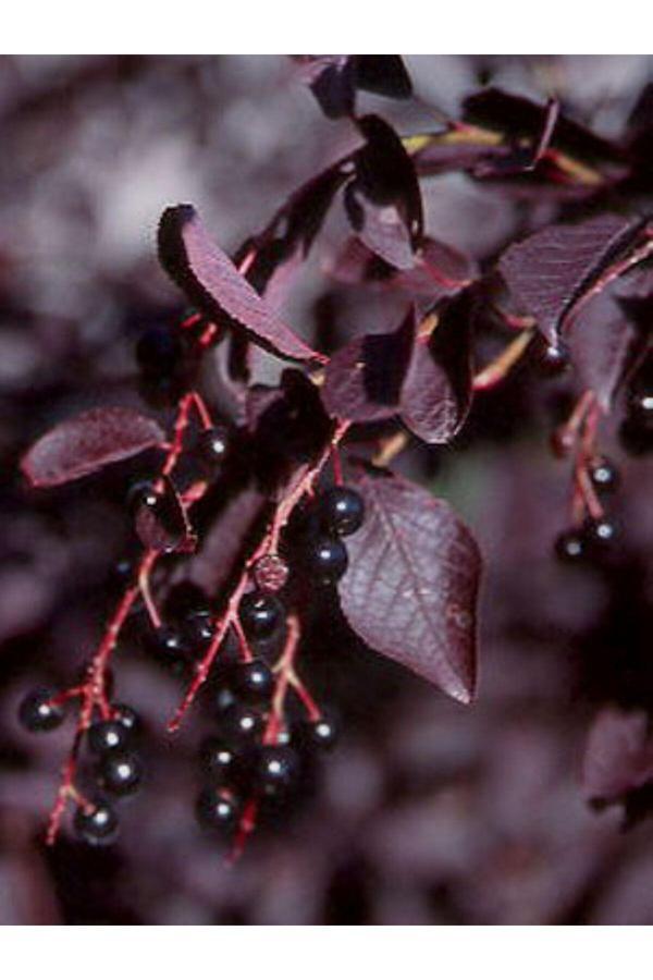 Bahçevilya Kırmızı Yapraklı Süs Kirazı {Prunus Schubert] Fidanı 1-2 Yaş Arası - Image 1