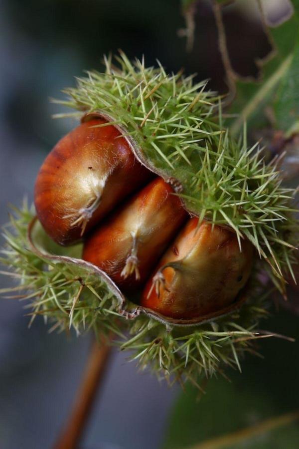 Doğaşık "2 Yaşında Kestane Ağacı (Castanea Sativa) Fidanı - Bahçeniz İçin Lezzetli Ve Dayanıklı" - Image 1