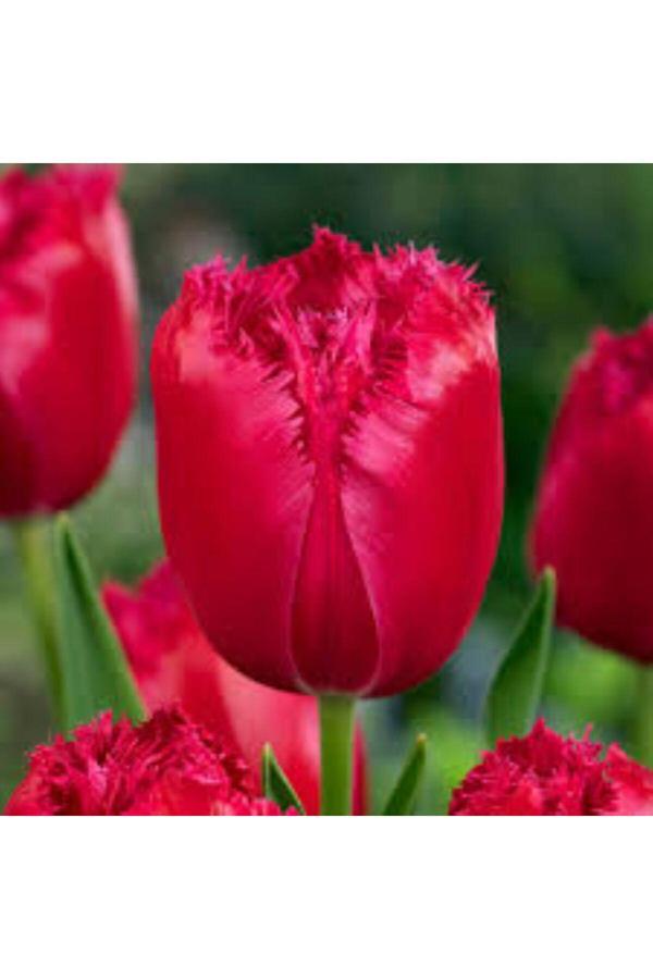 Bahçevilya Burgundy Lace Kırmızı Lale Soğanı – 5 Adet - Image 1