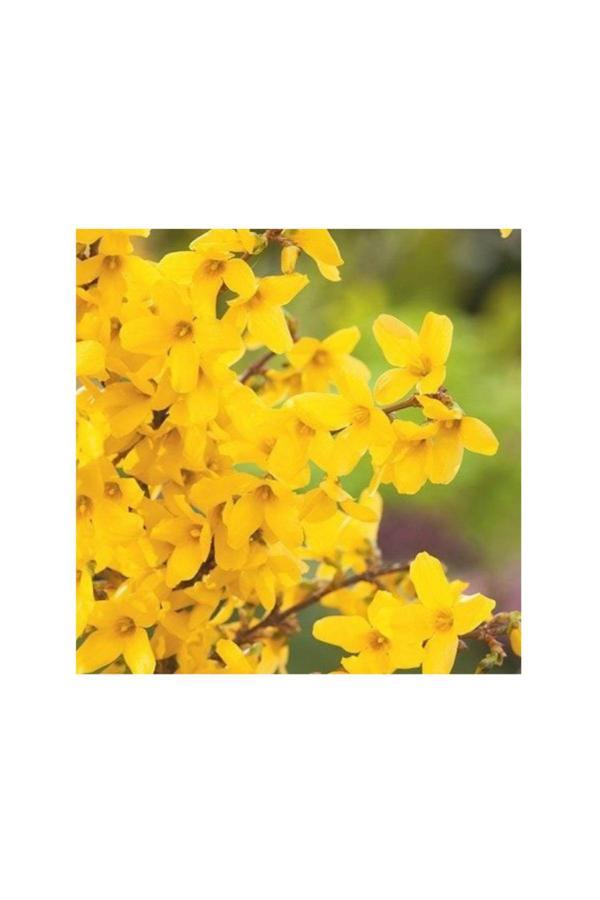 Doğaşık Altın Çanak Fidanı 2 Adet 1-2 Yaş Arası Tüplü - Image 1