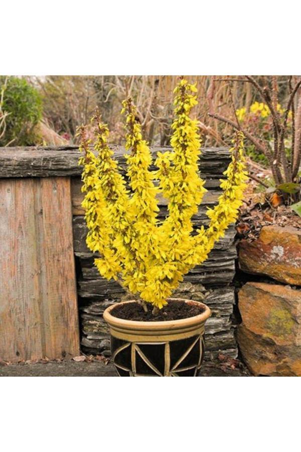 Doğaşık Altın Çanak Fidanı 1-2 Yaş Arası Tüplü - Image 1