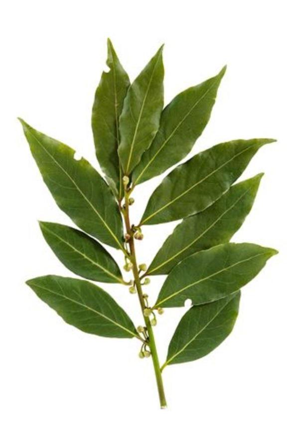 Doğaşık 1-2 Yaş Tüplü Defne Ağacı Fidanı - Laurus Nobilis - Image 1