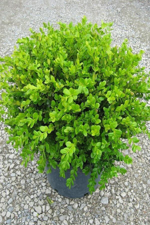 Bahçevilya 4 Adet Şimşir 20-40 Cm(Buxus Japonica Rococo ) Dış Mekan Süs Bitkisi - Image 1