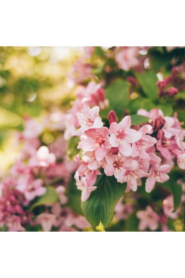 Doğaşık Gelin Tacı Çiçeği Fidanı[Vangelya]50 Cm - Image 1