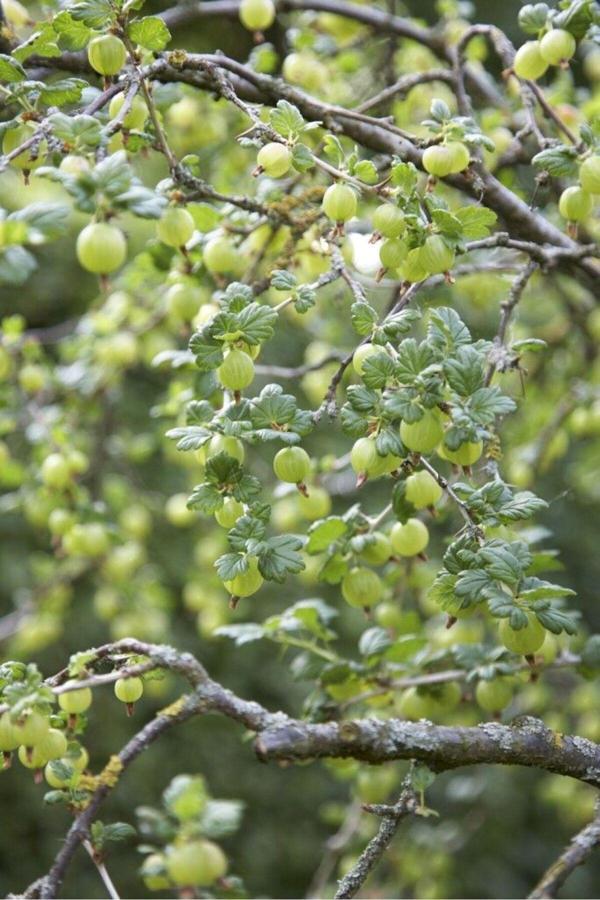 Bahçevilya "1 Adet 2 Yaşında Tüplü Bektaşi Üzümü Fidanı - Bahçeniz İçin Taze Ve Doğal Meyveler" - Image 1