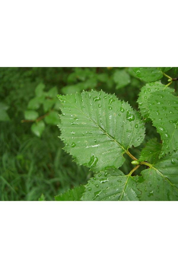 Bahçevilya Huş Ağacı Fidanı (80 Cm Boylarında) - Image 1