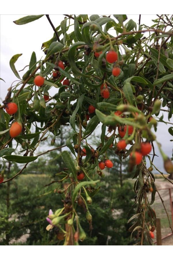 Doğaşık 3 Adet Hem Lezzetli Hem De Faydalı: Gojiberry Fidanı (Kurt Üzümü) - Her Bahçeye Uygun - Image 1