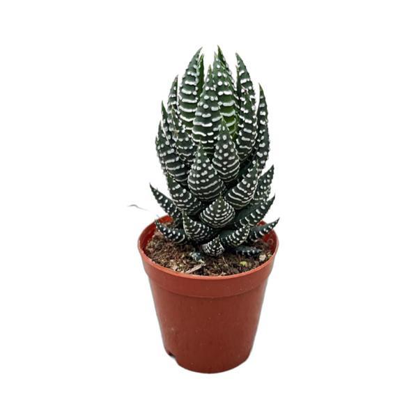 Haworthia Reinwardtii (Sukulent) - Image 1