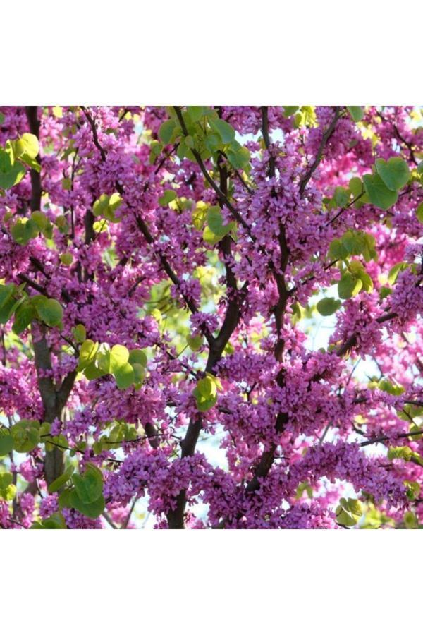 Doğaşık 2 Yaşında 2'Li Paket Erguvan Ağacı Fidanı - İlkbaharın Renkli Güzelliği - Image 1