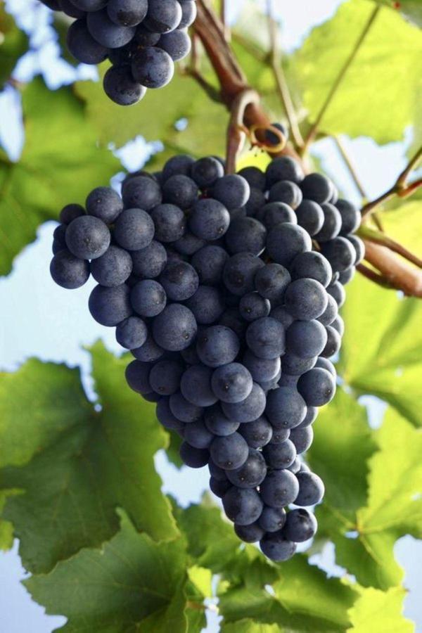 Bahçevilya 2 Adet Kalecik Karası Üzüm Fidanı 2 Yaş Tüplü - Image 1