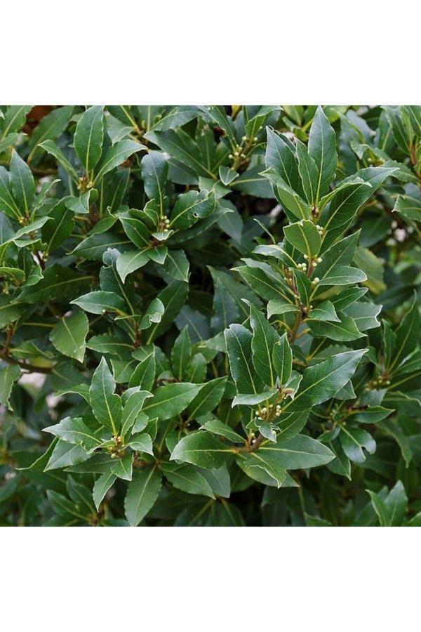 Doğaşık "10 Adet Defne Ağacı Fidanı - Taze Yapraklı Laurus Nobilis Fidanları - Image 1