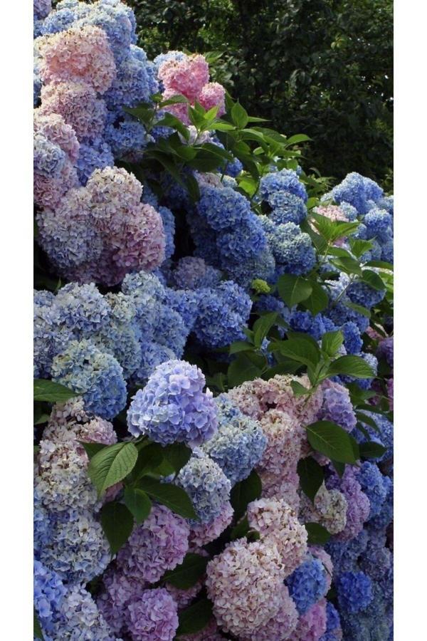 Bahçevilya 2 Yaşında Tüplü Ortanca (Hydrangea) Fidanı - Renkli Ve Gösterişli Çiçeklerle Bahçenize Zarafet Katın - Image 1