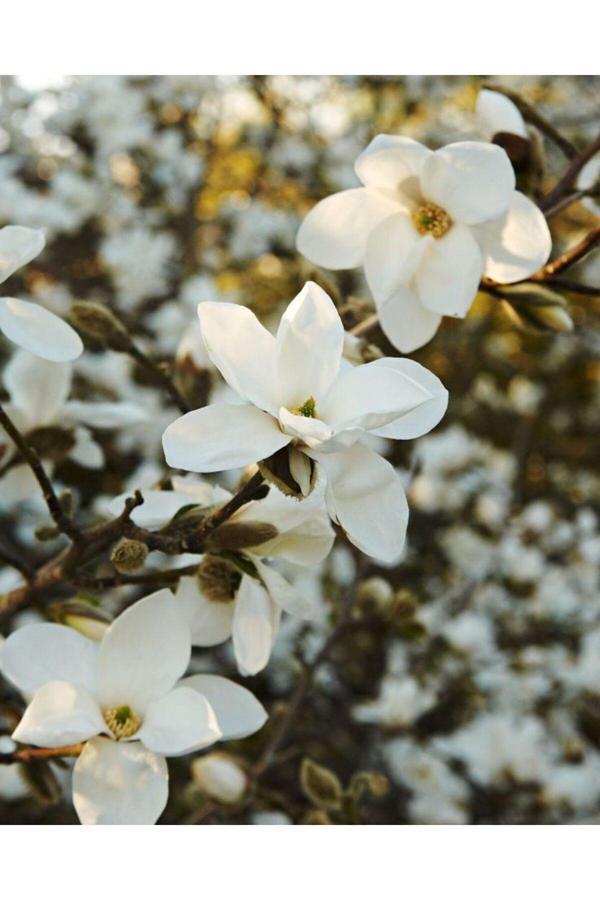 Bahçevilya 2 Yaşında Tüplü Yaprak Döken Manolya (Magnolia) Fidanı - Bahçeniz İçin Zarif Çiçekler - Image 1