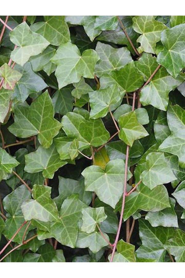 Bahçevilya 20-50 Cm Duvar Sarmaşığı (Hedera Helix) Fidanı - Kaya Ve Duvarlar İçin Dayanıklı Tırmanıcı Bitki - Image 1