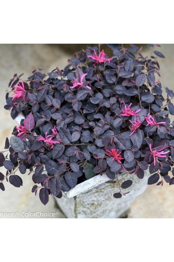 Bahçevilya Bordo Yapraklı Lorepetalum Fidanı 1-2 Yaş Arası Saksılı - Image 1