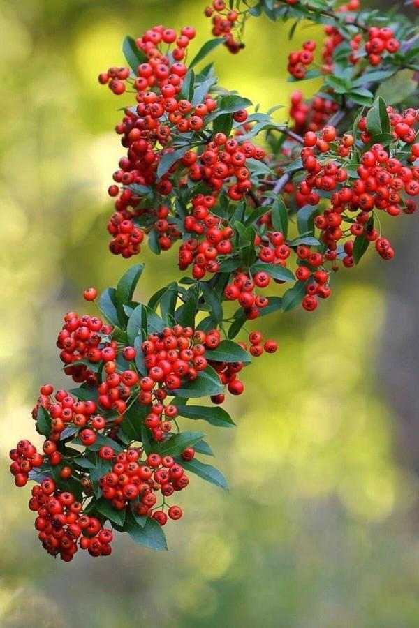 Bahçevilya Kırmızı Bodur Ateş Dikeni - Pyracantha Coccinea Nana - Image 1