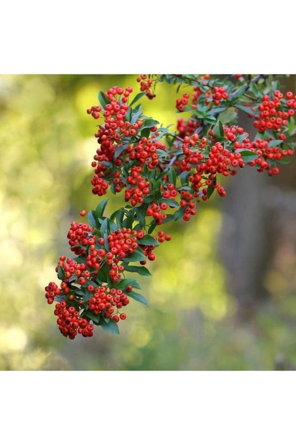 Bahçevilya Kırmızı Bodur Ateş Dikeni - Pyracantha Coccinea Nana - Image 1