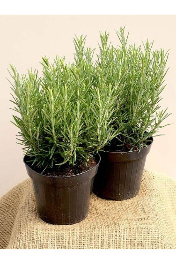 Doğaşık 2 Adet Sofralarınıza Yakışıcak Tüplü Biberiye Fidanı - Image 1