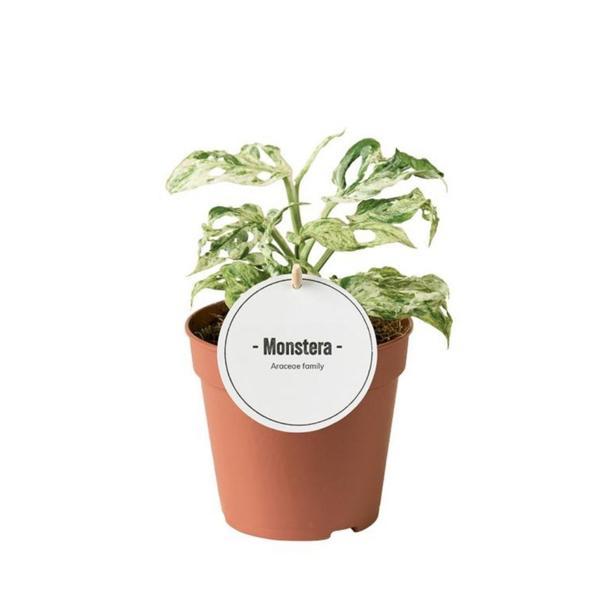 Monstera Adansonii 'Frozen Freckles' (Deve Tabanı) - Image 1