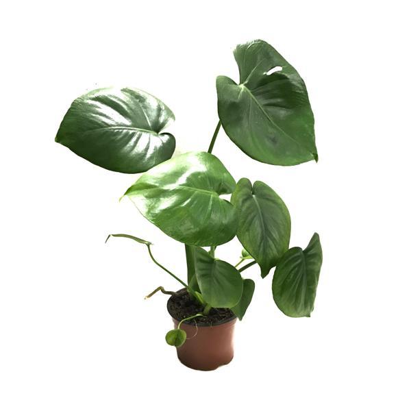 Monstera Deliciosa (Deve Tabanı) - Image 1