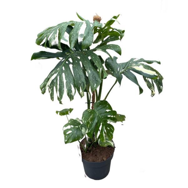 Monstera Deliciosa 'Thai Constellation' (Deve Tabanı) - Image 1