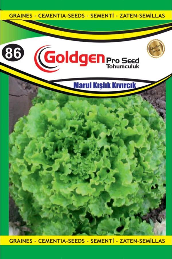 Marul Kışlık Kıvırcık Tohumu - Image 1