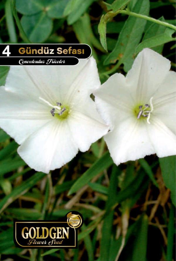 Gündüz Sefası Tohumu - Image 1