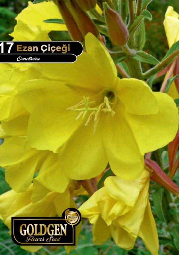 Ezan Çiçeği Tohumu - Image 1